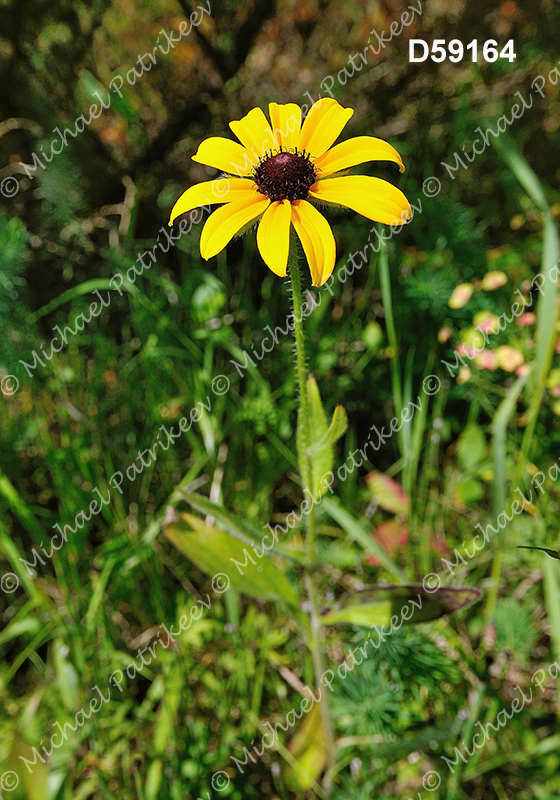 Black-eyed Susan (Rudbeckia hirta)